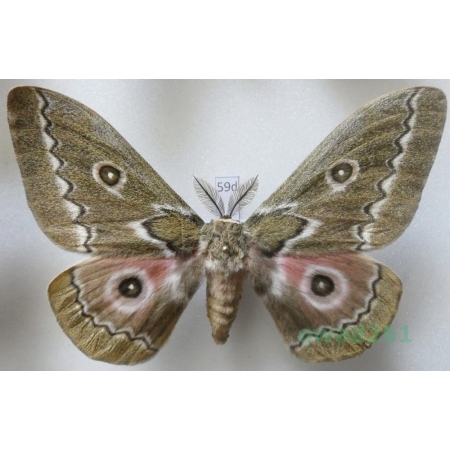 Gonimbrasia tyrrhea (Cramer, 1775) male ex. ovo South Africa 99mm59d
